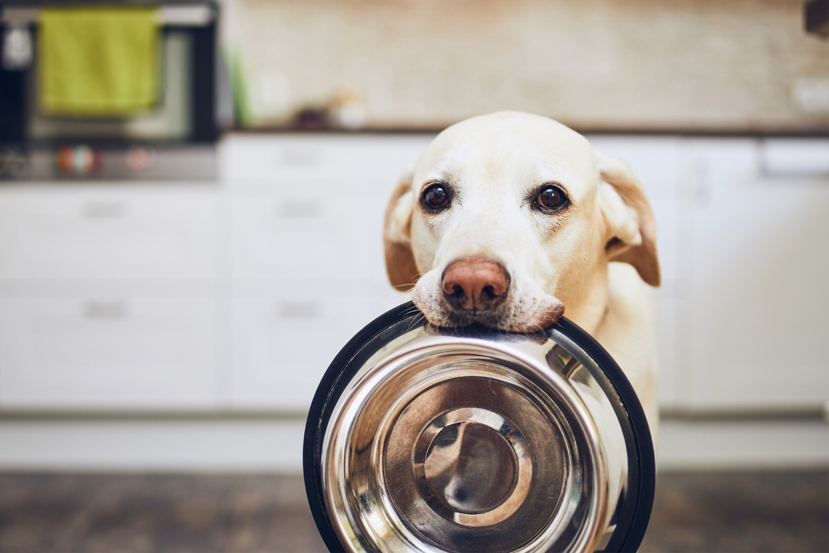 Is Homemade Dog Food Actually Healthy? What Goes Into a Nutritionally Complete Meal