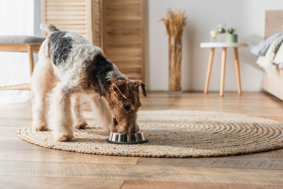 Limited Ingredient Puppy Food: A Simpler Start to a Healthier Life