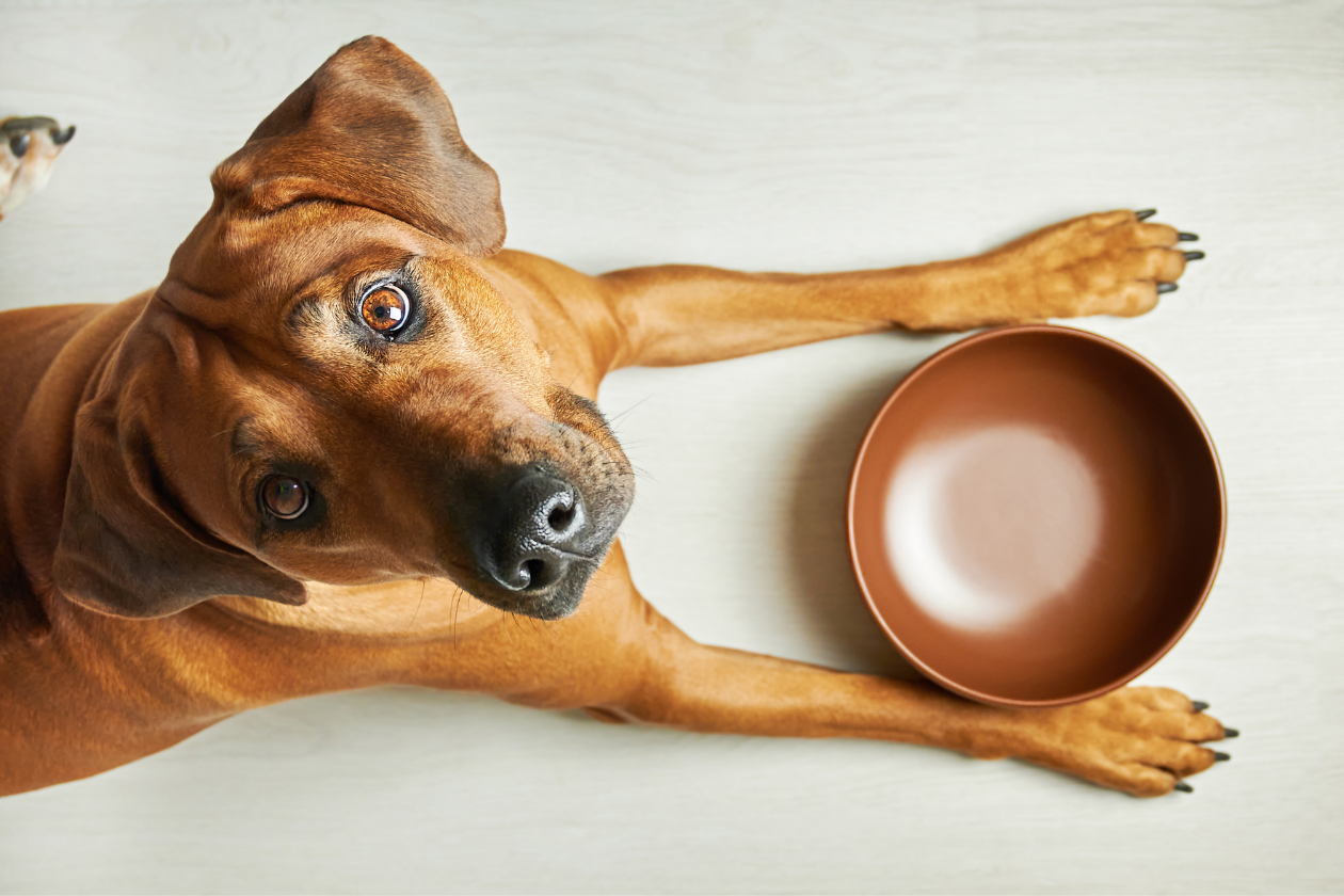 puppy waiting for food 