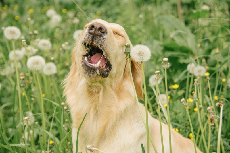dog sneezing in a field of dandelions 