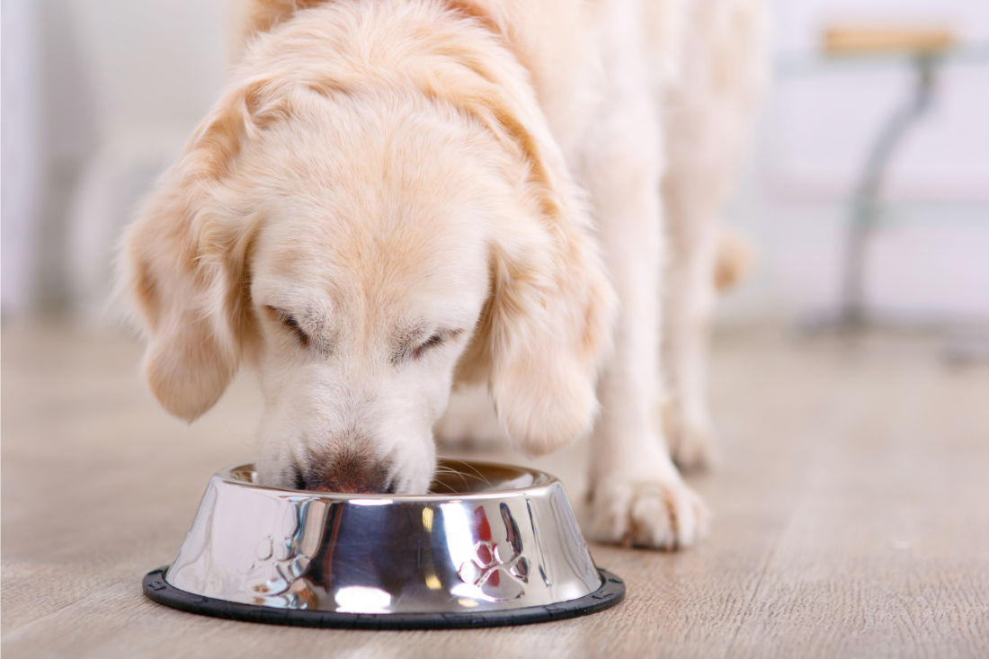 golden retriever eating out of a bowl