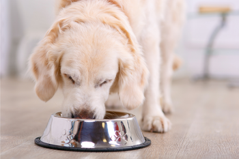 golden retriever eating out of a bowl