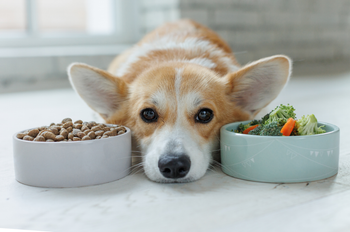A corgi sitting between two bowls