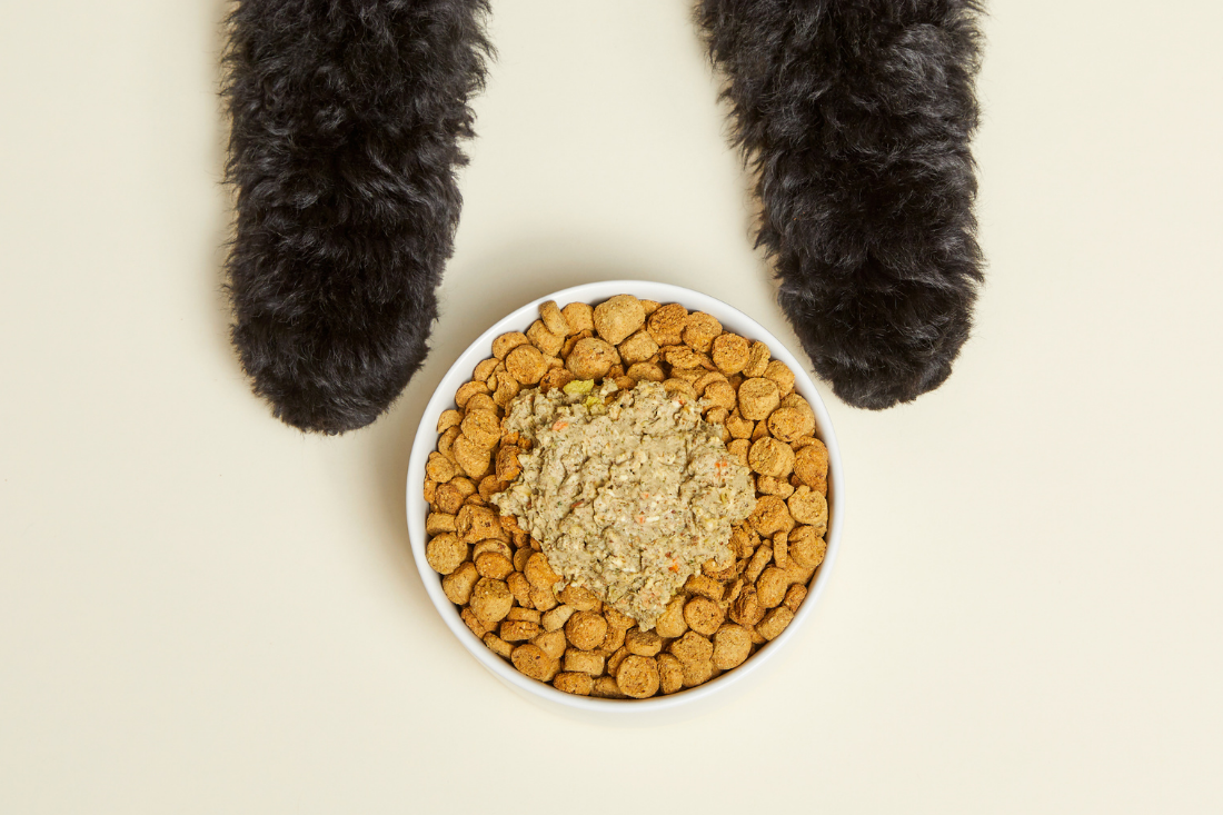 puppy and food bowl 