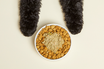 puppy and food bowl 