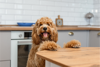 golden doodle jumping on the table 