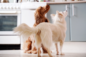 two dogs waiting for their food
