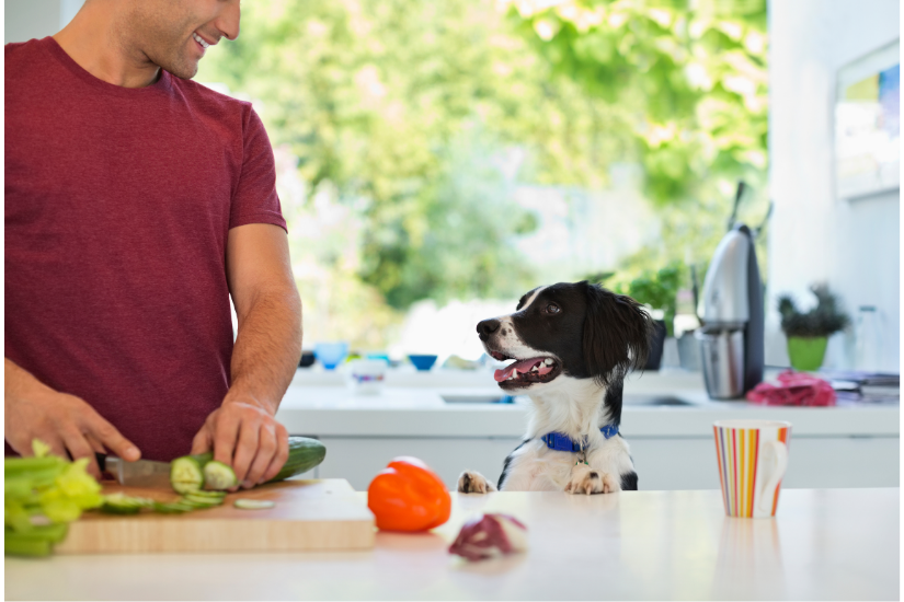 dog on a counter