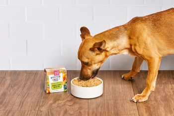 Dog eating Butcher Block Pate