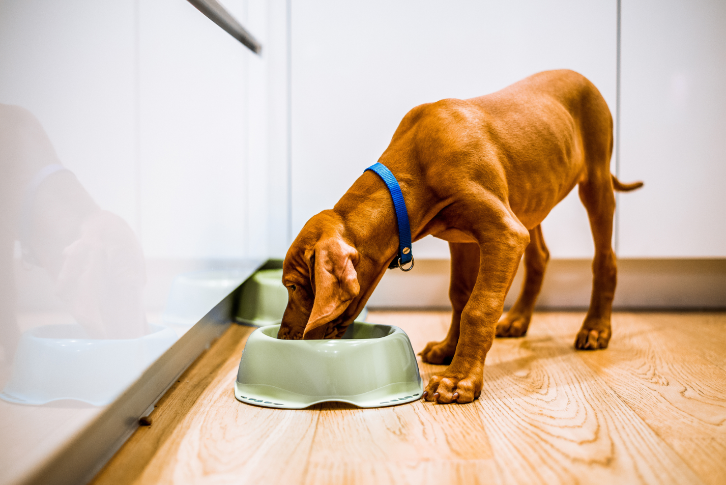 How to Choose a High Quality Dog Food for Sensitive Tummies
