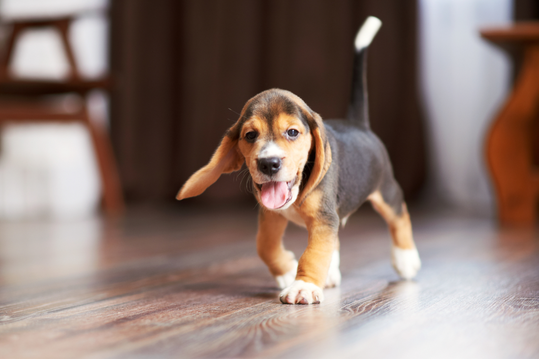 A puppy jaunts over to the camera adorably