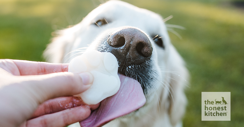 Best Vitamins and Supplements for a Healthy Dog