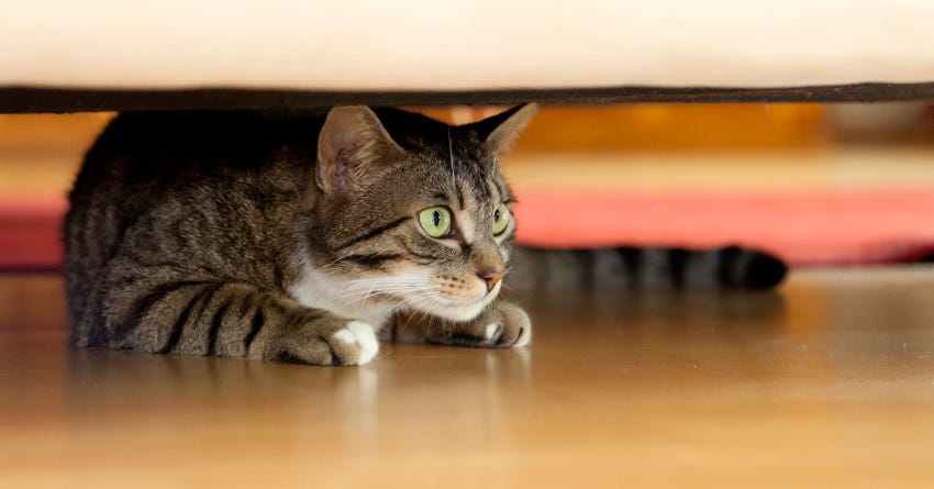 8 Ways to Help Adjust a Newly Adopted Cat