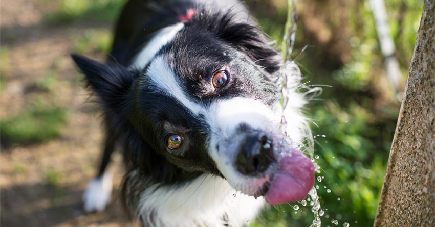 Recognizing and Preventing Canine & Feline Dehydration