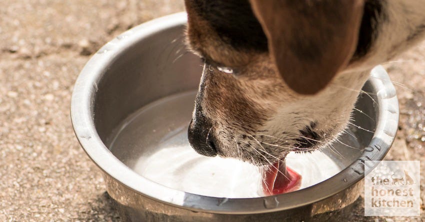 High-Moisture Diets: Benefits of Adding Water to Your Dog’s or Cat’s Food