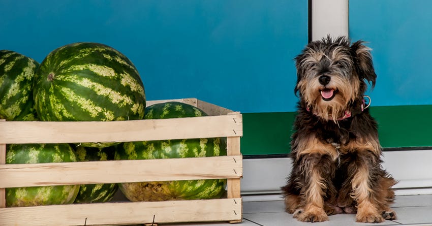 Best Fruits & Vegetables To Feed Your Dog and Which To Avoid