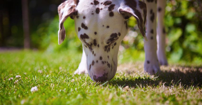 Nose Work: What Is It And Will My Dog Love It?