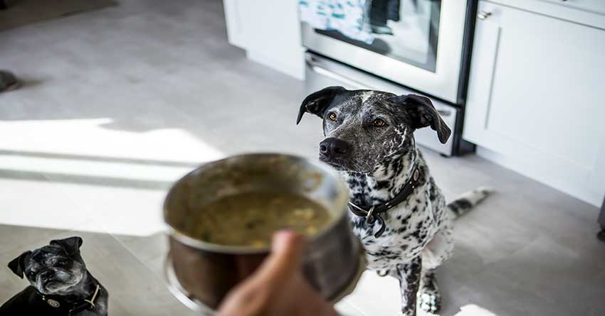 Autoimmune Disease in Dogs