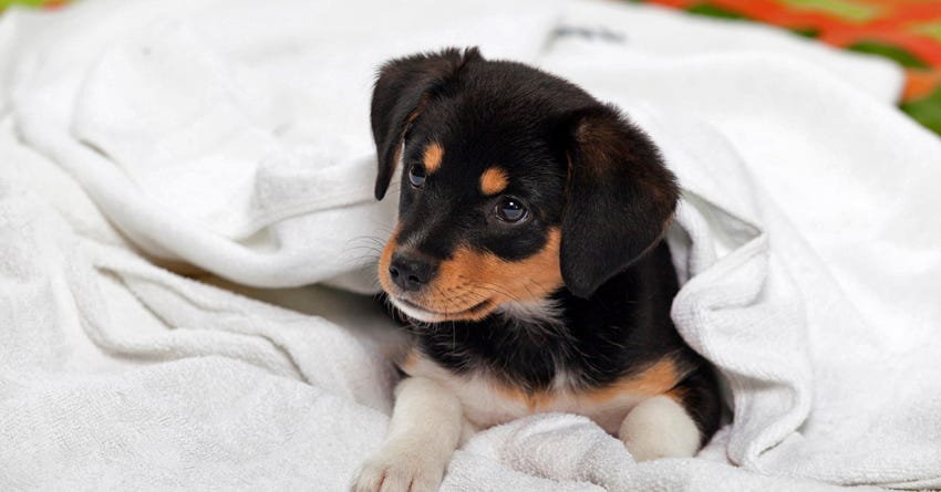 6 Indispensable Tips for New Puppy Owners