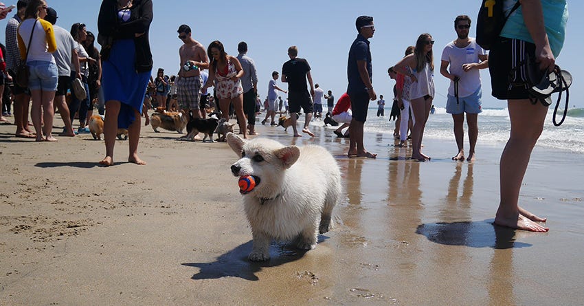 Winston White Corgi Dog Beach Tips