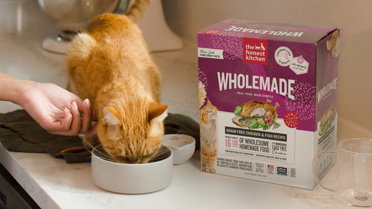 An orange cat eating a bowl of The Honest Kitchen's chicken and fish wholemade dehydrated cat food on a countertop. Shop human grade kitten food from The Honest Kitchen.
