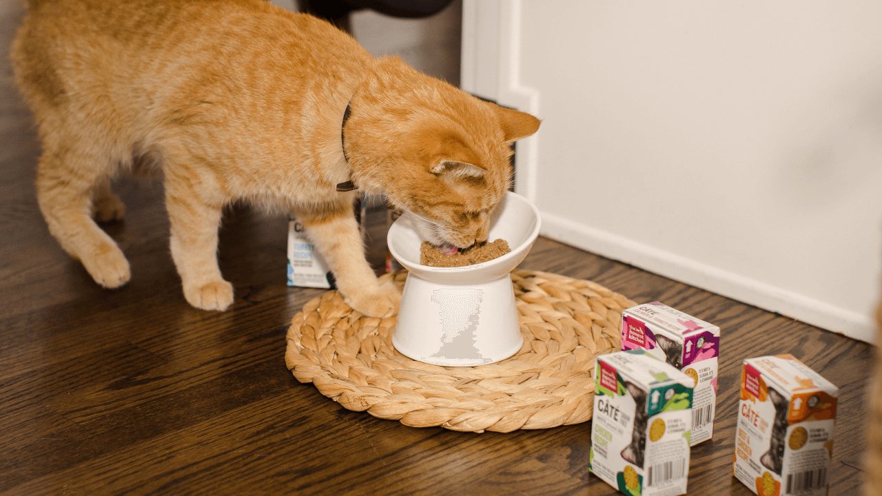 Orange tabby cat eats from a standing bowl. Shop cat food and hydration for healthy digestion from The Honest Kitchen.