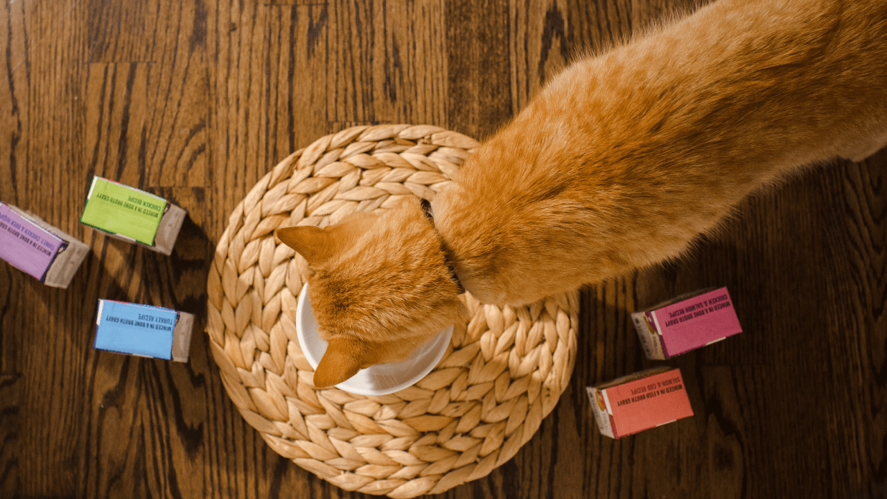 Overhead shot of orange tabby cat eating out of a bowl of food. Shop high-protein cat food from The Honest Kitchen.