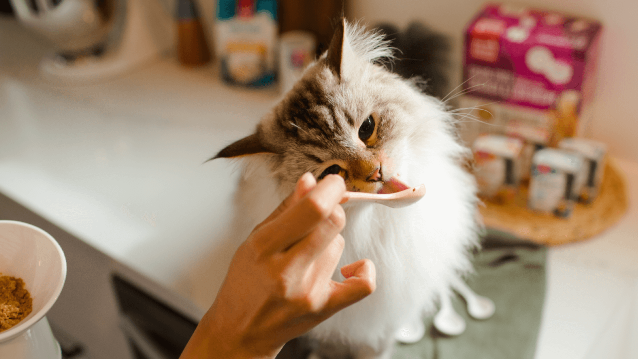 Fluffy white cat on counter licking food off a spoon. Shop cat food and treats for picky eaters from The Honest Kitchen.