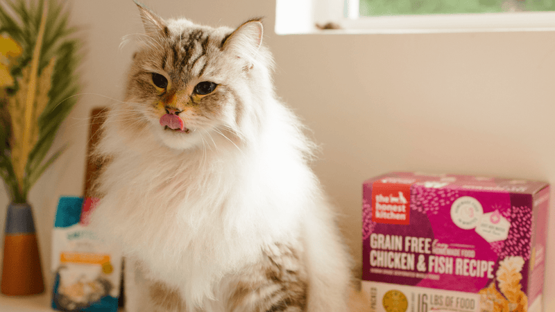 A fluffy Neva Masquerade cat licks its lips next to a box of The Honest Kitchen Grain Free Chicken & Fish Recipe cat food. Shop cat food and treats from The Honest Kitchen.