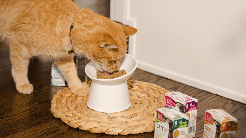 An orange tabby cat eats from a white bowl on a woven mat, surrounded by boxes of The Honest Kitchen Grain-Free Wet Cat Food. Shop cat best sellers from The Honest Kitchen.