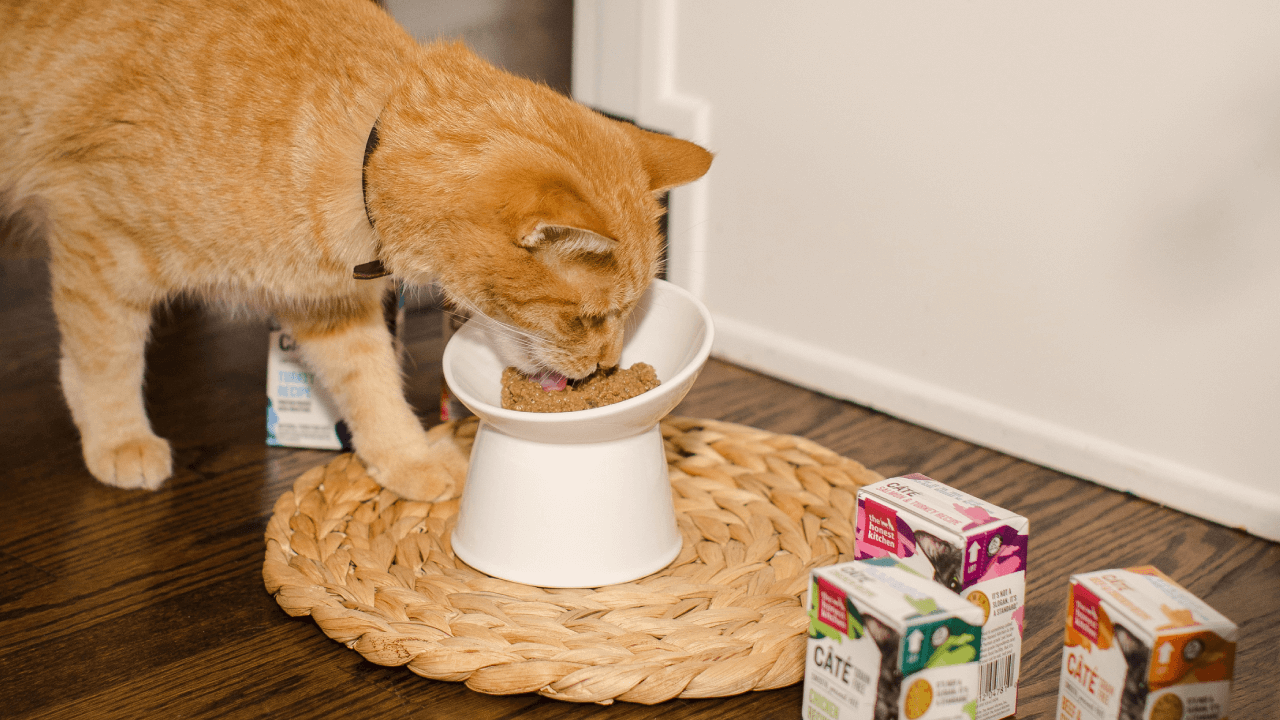 An orange tabby cat eats from a white bowl on a woven mat, surrounded by boxes of The Honest Kitchen Grain-Free Wet Cat Food. Shop cat best sellers from The Honest Kitchen.