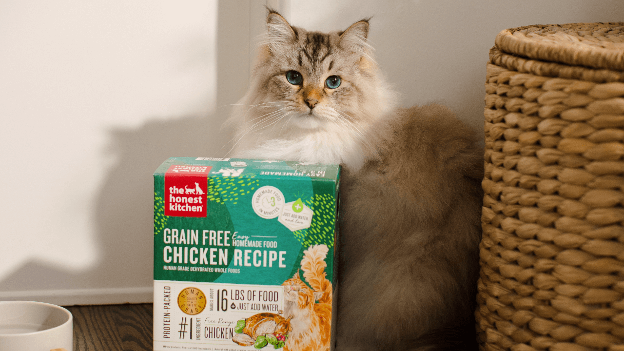 A fluffy cat sits next to a box of The Honest Kitchen Grain Free Chicken Recipe cat food.  Shop chicken cat food from The Honest Kitchen.