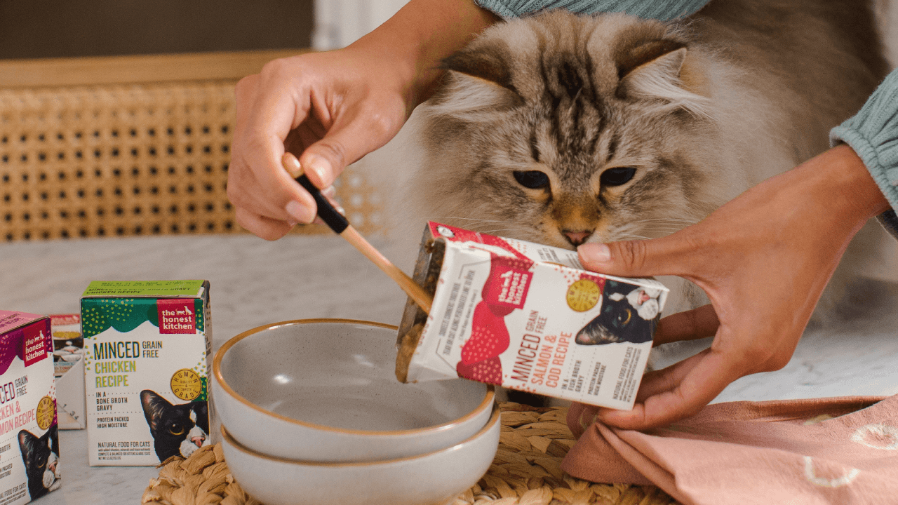 Fluffy cat watches as food is poured into a bowl. Shop fish cat food from The Honest Kitchen.