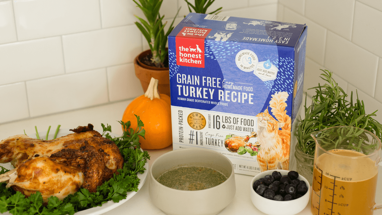The Honest Kitchen Grain Free Turkey Recipe cat food is displayed with cooked turkey and fresh ingredients. Shop turkey cat food from The Honest Kitchen. 