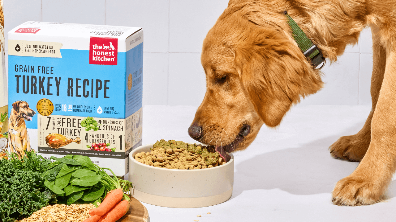 A golden retriever eats The Honest Kitchen Grain Free Turkey Recipe dog food from a bowl.  Shop turkey dog food, treats, and toppers from The Honest Kitchen.