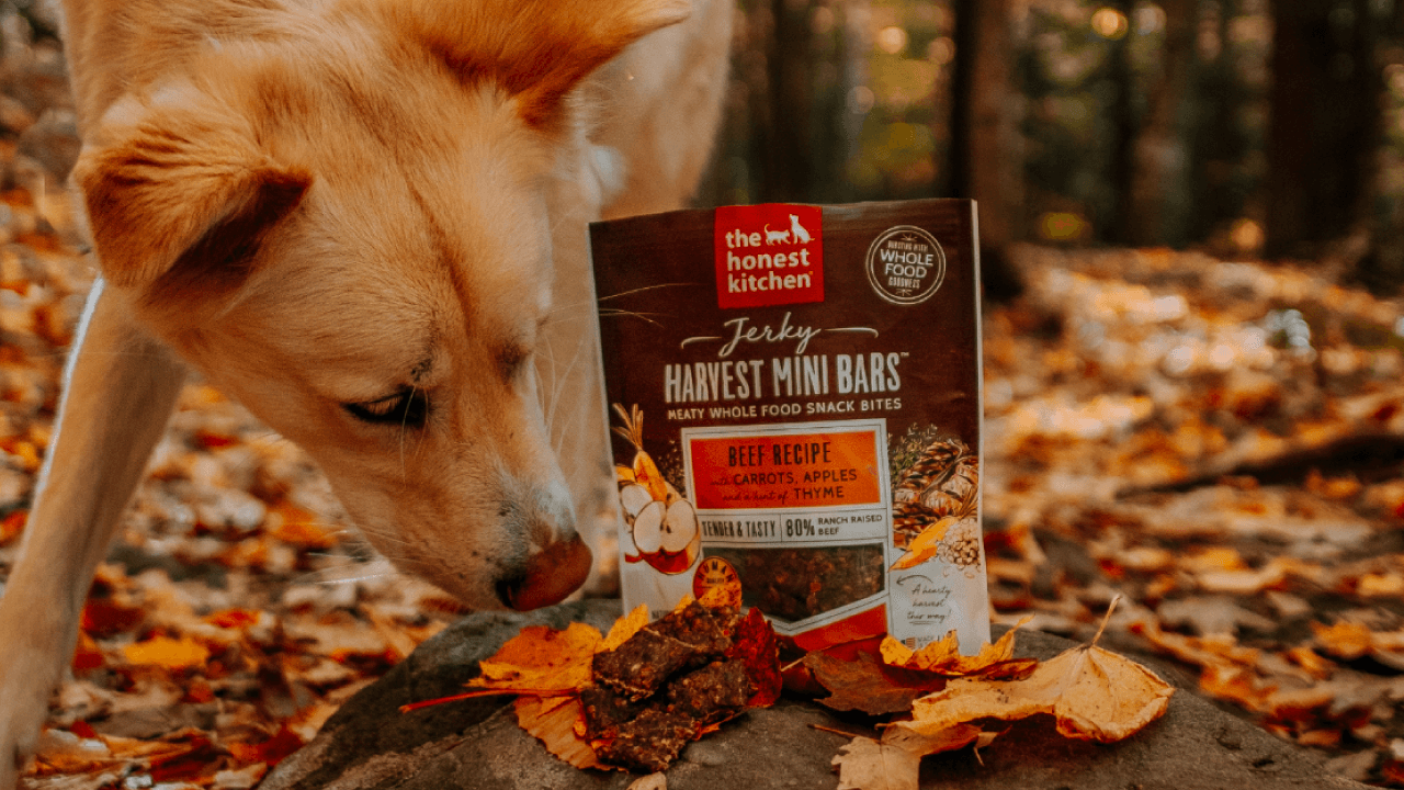 Dog sniffing a package of Harvest Mini Bars on a rock with a forest background. Healthy, High Quality, Human Grade Food for Dogs and Cats from The Honest Kitchen.