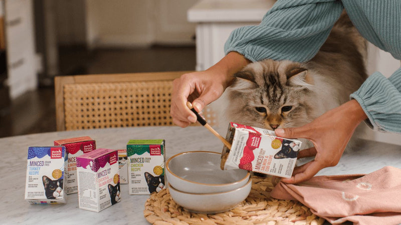 Cat food being poured into a bowl for a fluffy cat.  Shop healthy, high quality, human grade wet cat food from The Honest Kitchen.