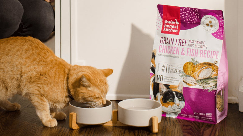 An orange tabby cat eats from a bowl next to a bag of The Honest Kitchen Grain Free Chicken & Fish Recipe cat food. Shop healthy, high quality, human grade dry cat food clusters from The Honest Kitchen.
