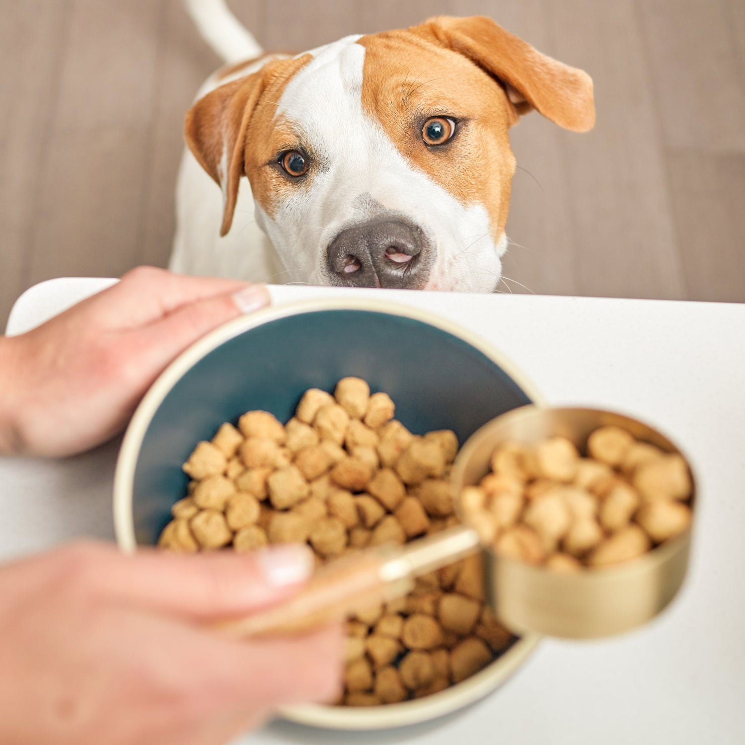 [TEST] CLUSTERS DRY DOG FOOD