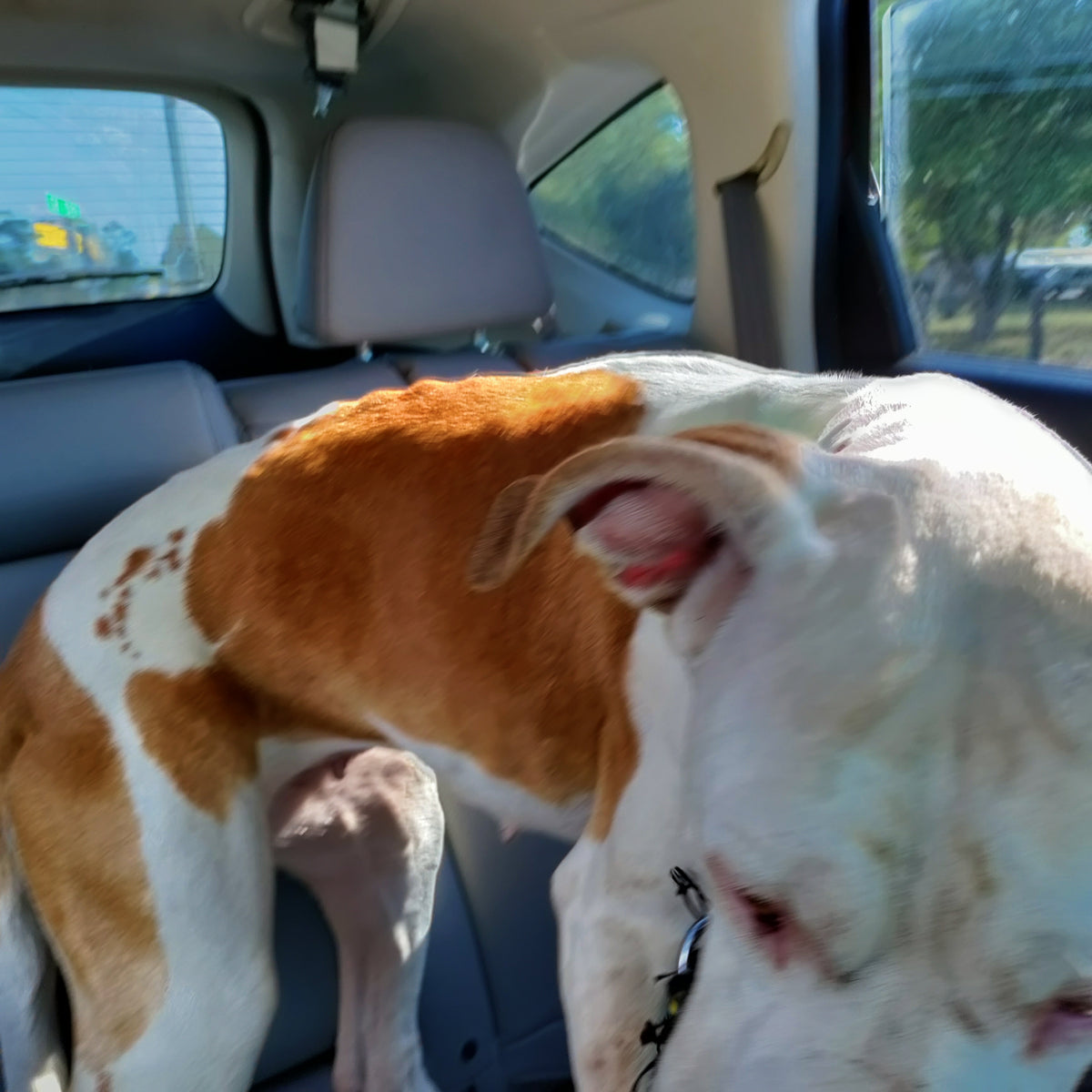 Day we Brought her Home! 