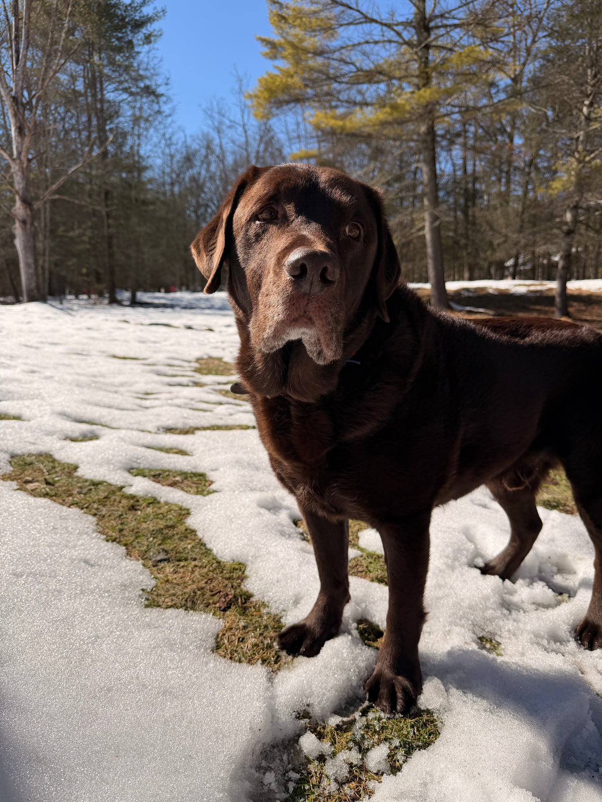 Good Boi