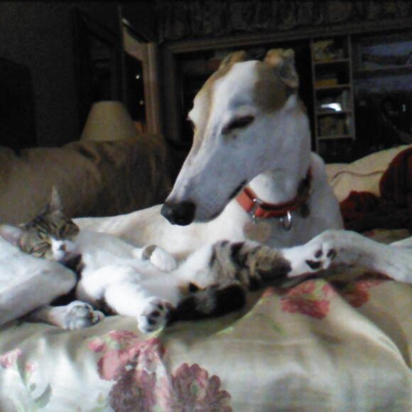 Everyone needs a Greyhound Recliner