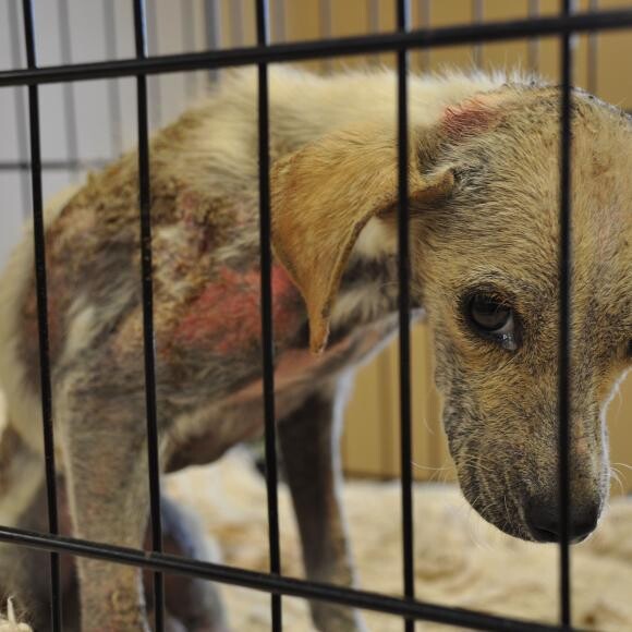 Olivia with demodex mange.