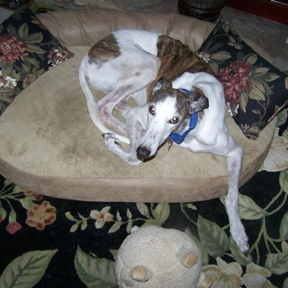 Our Retired Racing Greyhound Raleigh