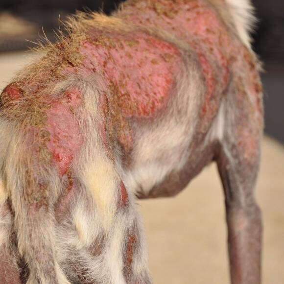 Olivia with demodex mange
