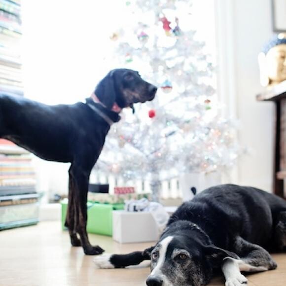Lila guarding the tinsel tree with Theodore the Service Dog (foreground.)