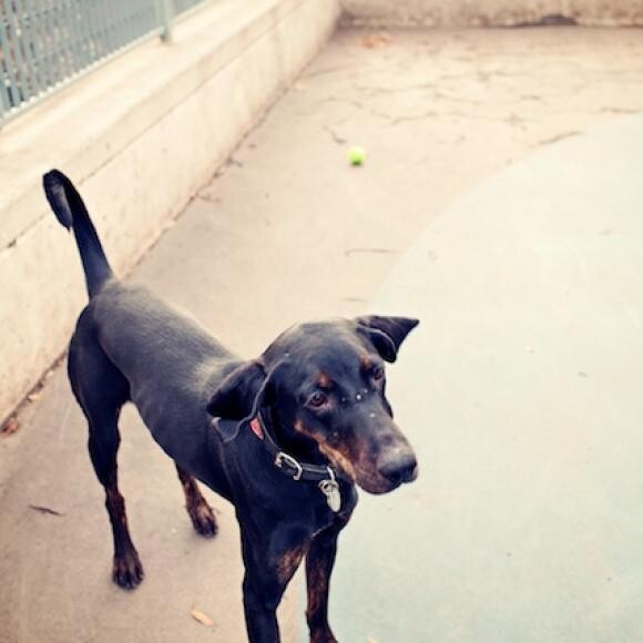 Lila's first trip to the dog run, ears set afloat by the wind!