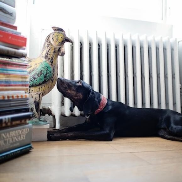 Lila, napping by the radiator, checking out the tin chicken!