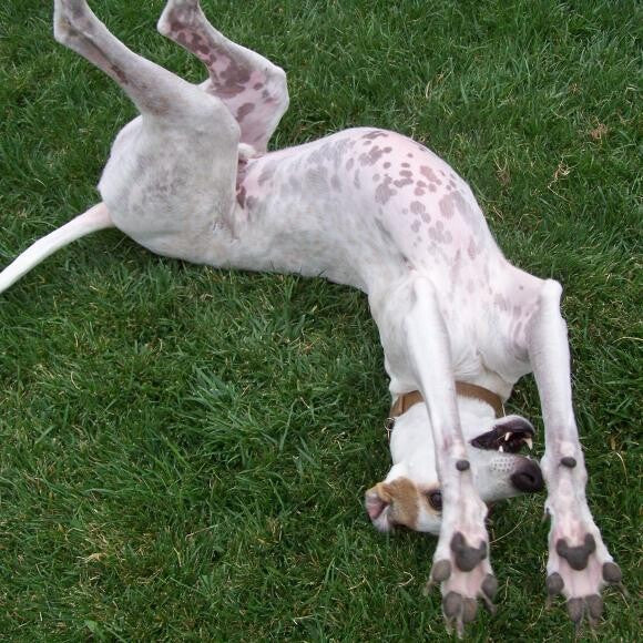 Rolly Polly Greyhound