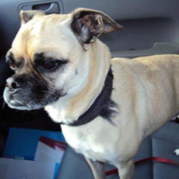The photo from the shelter's website before THK food.